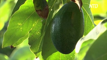 Плантации авокадо "выпили" почти всю воду на юге Португалии (видео)