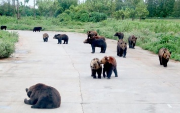 Группа медведей загрызла смотрителя зоопарка на глазах у посетителей