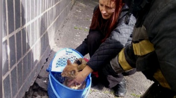Спасатели Кривого Рога вызволили из "каменного плена" котенка