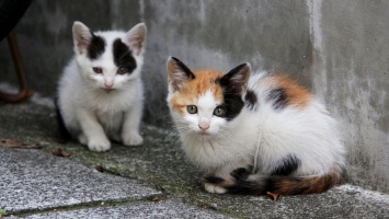 Жителей Никополя просят подписать петицию в защиту бездомных котов