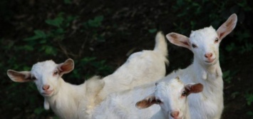 В португальском поселке появится стадо "противопожарных" коз