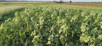 Крымские ученые придумали эффективный способ повышения плодородия почвы