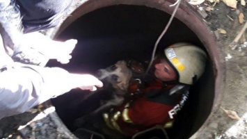 В Днепре спасли собак, которые провалились в люк