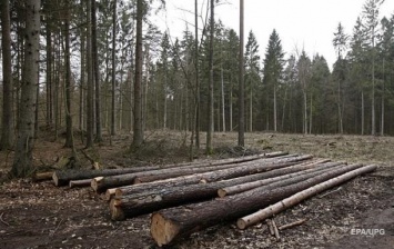 На Волыни незаконно вырубили лес на 17 млн гривен