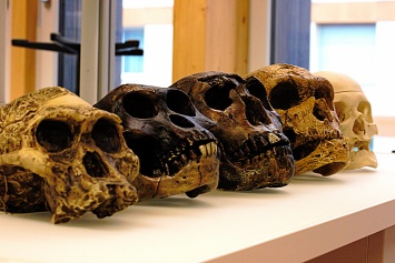 Названа причина вымирания пяти видов Homo