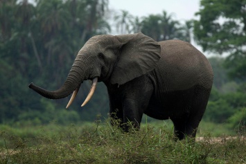 Берег слоновой кости может остаться без слонов