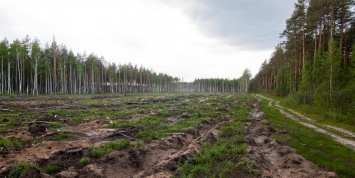 Правительство назвало объемы российского леса, уходящего в Китай