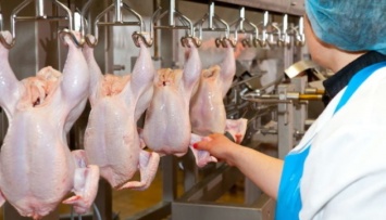 МХП восстановил мощности производства курятины