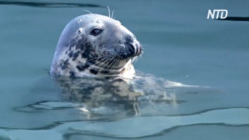 В США назрел конфликт между рыбаками и тюленями (видео)
