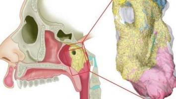 Напоминает железы: ученые нашли новый орган в центре человеческой головы
