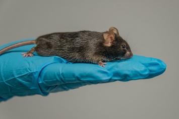Ученым удалось восстановить зрение мышам