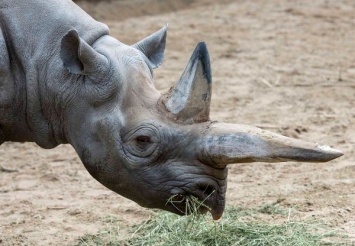 В зоопарке Берлина умерла старейшая в мире самка черного носорога
