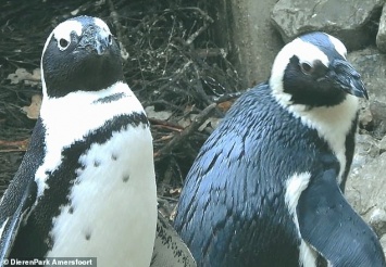 Семью создать хотели: в голландском зоопарке пингвины-геи украли яйцо у пингвинов-лесбиянок