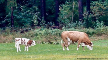 Сбежавшая весной в лес баварская корова родила теленка (фото)