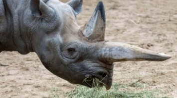 В зоопарке Берлина умер старейший черный носорог в мире