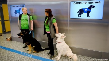 Собаки определяют COVID-19 по запаху. Как этим пользуются в ЕС