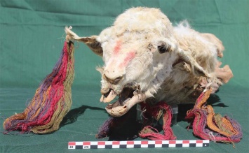 Инки приносили в жертву богам живых лам