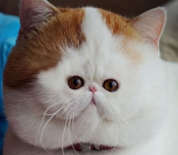 Котики с крошечными мордами рассмешили пользователей сети