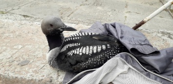 На одесском пляже спасли птицу, которая не могла самостоятельно добраться до воды
