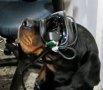 В США тестируют VR-очки для собак: подробнее о технологии