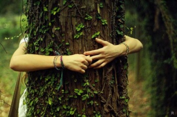 Какие деревья нужно обнимать для благополучия в семье