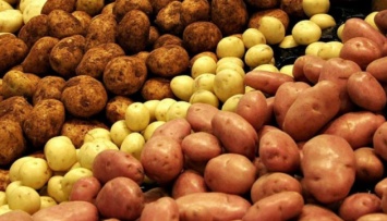 В Украине существенно подешевела картошка