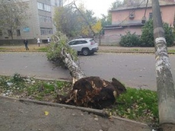 В Николаеве старый тополь рухнул на автомобиль