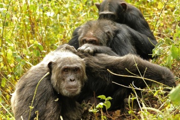 Шимпанзе выбирают друзей также, как и люди