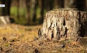 «Утро с Интером»: как восстанавливают лес?