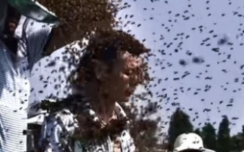 Рекорд Гиннеса: китайца облепили килограммы пчел (видео)