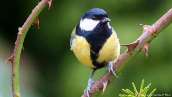 Немецкие ученые: наблюдать за птицами полезно для здоровья