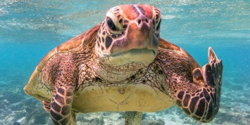 Черепаха со "средним пальцем" выиграла конкурс комедийной фотографии дикой природы