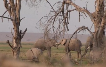 В нацпарке Кении родилось более двухсот слонов