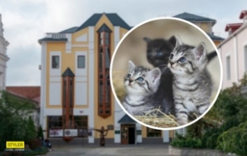 В Виннице в музее поселились котята: животных раздают с "приданым" (фото)