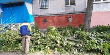 В Николаеве самовольно кронировали 9 деревьев - Госэкоинспекция привлекла нарушителя к админответственности