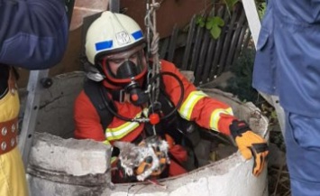 В Днепре котенок упал в 15-метровый колодец с водой (ФОТО)