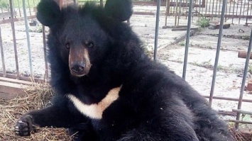 Медведь напал на украинку и умер (видео)
