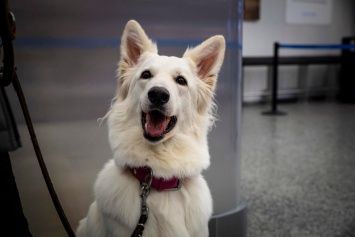 Собаки, определяющие у пассажиров Хельсинского аэропорта коронавирус, получили признание (ФОТО)