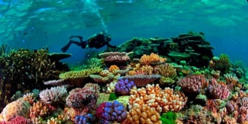 Ученые обнаружили гигантский коралловый риф выше Эмпайр-стейт-билдинг