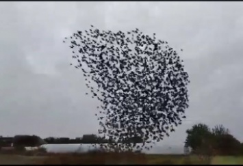 Как в фильме ужасов: под Мелитополем огромные стаи птиц нападают на дома (видео)
