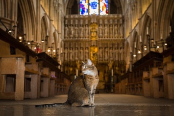 Лондонский собор отпел уличную кошку, которая жила в нем последние 12 лет и стала местной знаменитостью (ФОТО)