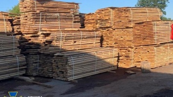 Продавали лес предпринимателям: СБУ разоблачила незаконную вырубку деревьев должностными лицами лесничества Минобороны
