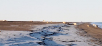 У чукотского села полсотни белых медведей собрались, чтобы пообедать тушей выброшенного кита. Фото