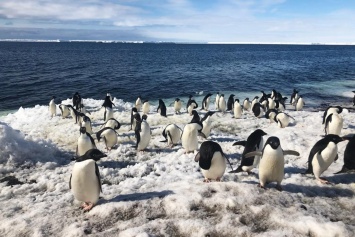 За колониями пингвинов начали наблюдать с помощью дронов