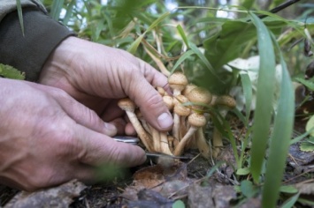 В Николаевской области четыре человека отравились грибами