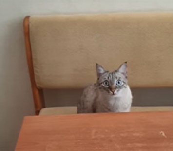 Сеть насмешила мордочка кота, не желающего ждать, когда еда будет готова