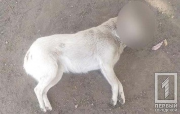 В Кривом Роге неизвестные устроили массовую травлю собак