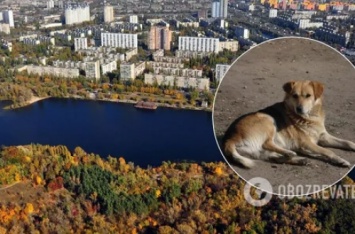 Собачатина на обед: в Киеве живодеры устроили охоту на собак. ВИДЕО