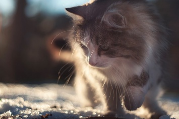 Более 13 тысяч котов могут согреться зимой от изношенных теплотрасс Симферополя и Сак