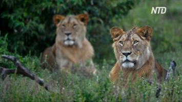 В Кении воины масаи стали на защиту львов (видео)
